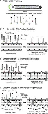 Molecular Screening Strategy to Identify a Non-invasive Delivery Mechanism for the Treatment of Middle Ear Disorders